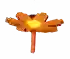flaredaisy