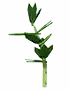 parsley