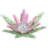 protea