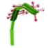 sundew