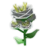 yarrow