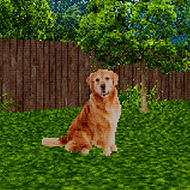 Take Care of the Dog